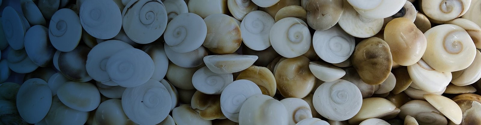 Gomti Chakra: The Sacred Vedic Science of Energizing Drinking Water